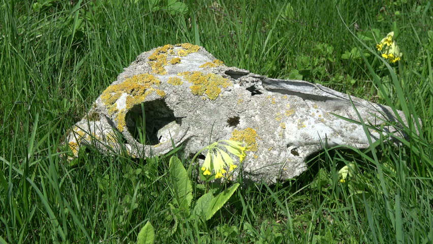 Old broken horse skull in spring meadow and  blossoming yellow primrose cowslip flower in wind