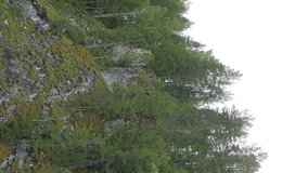 Vertical video. Pines on the rocks, the river Serga, Urals, Russia