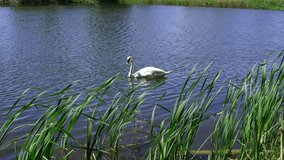  A Lonely Swan On The Lake In The Park.