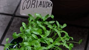Coriander seedlings in a pot