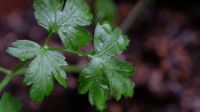 Cilantro leaves with water droplets
