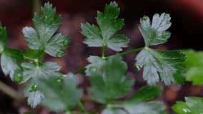 Cilantro leaves with water droplets
