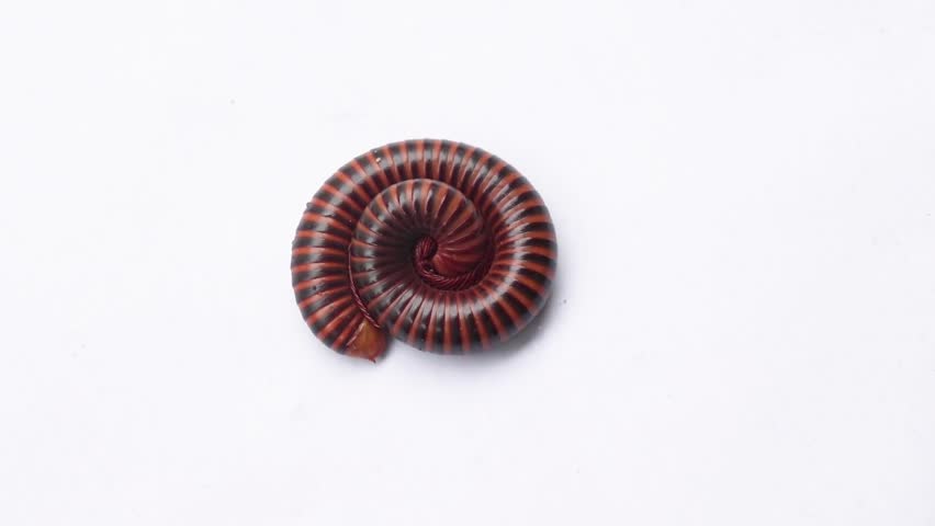 Closeup millipede on white background. Royalty-Free Stock Footage #1011202751