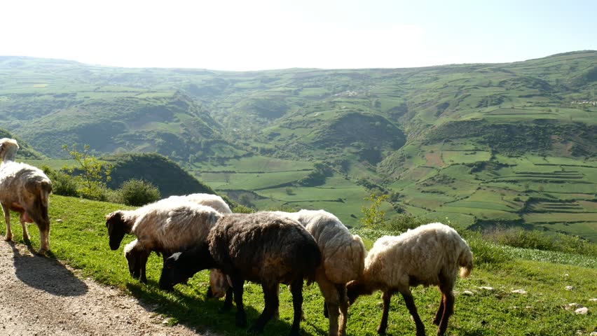 a fleet, group of sheeps eating fresh green grass over mountain 4 green valley in background with nice view hills covered with trees fields and farms