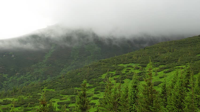 fog in the summer mountains, Mountain andscape with trees in fog clouds in time lapse, 4k time lapse of fog in Carpathians mountains