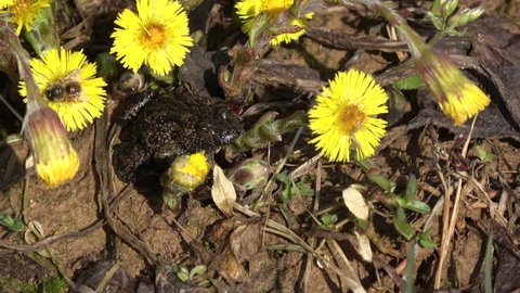 European fire-bellied toad Bombina  in early spring near  coltsfoot

