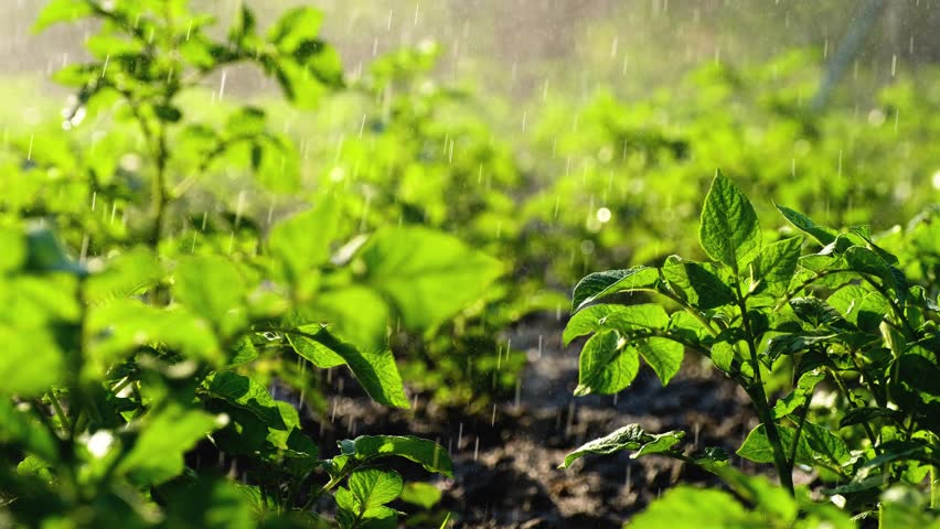 Watering the young potatoes. Sparkling water spraying on the backyard. Abundant rain irrigates green crops. Royalty-Free Stock Footage #1011212585