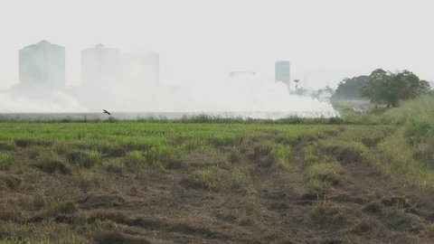 Paddy field in burning. The crows fly away to escape from the burning.