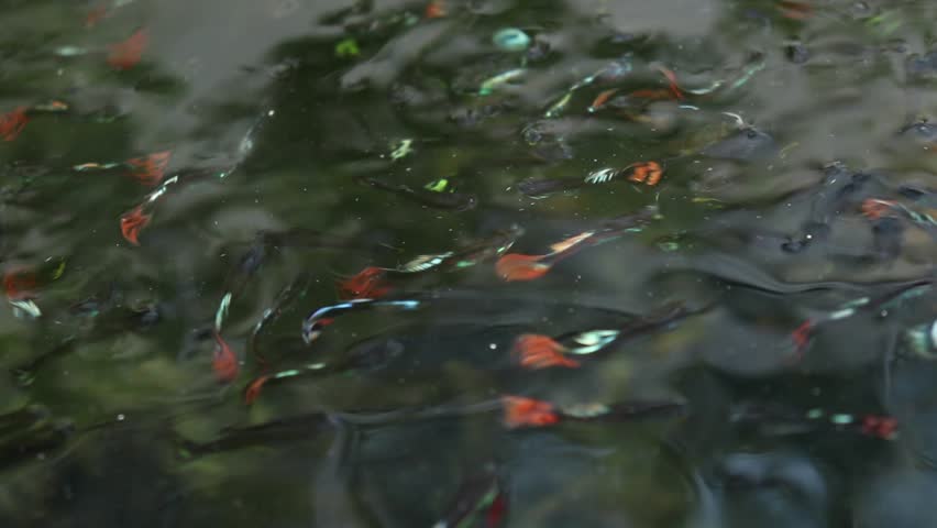 A school of guppy swimming near the surface of clear water. Royalty-Free Stock Footage #1011214817