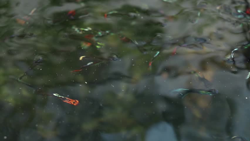 A school of guppy swimming near the surface of clear water. Royalty-Free Stock Footage #1011214820