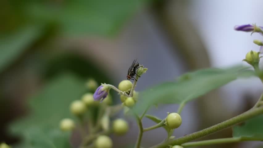 Close up and soft light motion of Fly on Turkey berry plant or Solanum torvum.