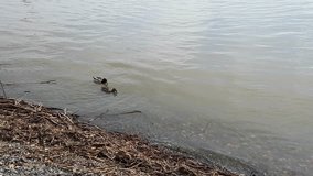 Ducks swimming along the river bank. Royalty free footage in HD and 4K.