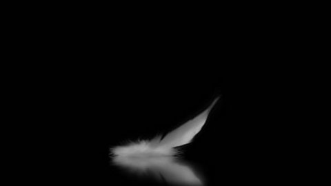 Single white feather falls on surface black background
