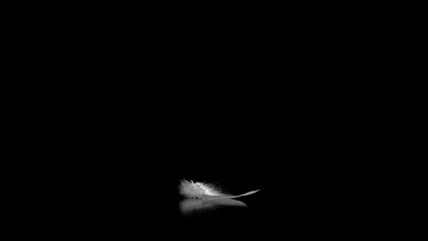 Single white feather falling down on surface black background