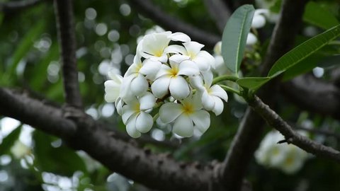 Common Flowers Sri Lankan Sudu Araliya Stock Photo 1599353461 ...
