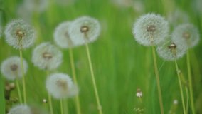 White fluffy dandelions, natural field dandelions slow motion video green blurred spring background, selective lifestyle focus. the nature concept