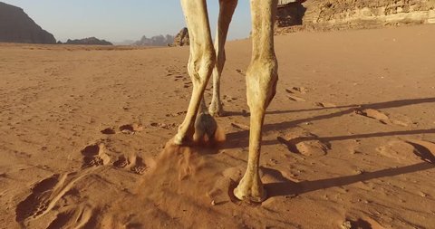 Beautiful shot of a camel walking in the desert