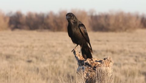 Carrion crow. Corvus corone