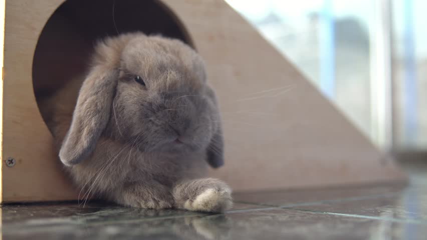 Close-up cute holland lop rabbit
 sleeping in the house. pet and yawn sleepy. 4K Resolution

 Royalty-Free Stock Footage #1011242501