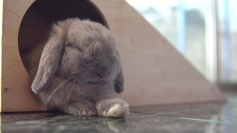Close-up cute holland lop rabbit
 sleeping in the house. pet and yawn sleepy. 4K Resolution

