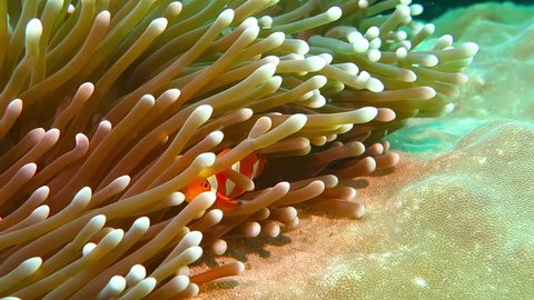 Colorful fish and anemone. Nemo hiding in the anemone. Detail of coral reef wildlife. Anemonefish in the ocean.