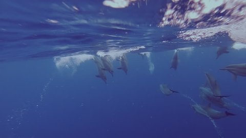 A Family Of Maldivian Spinner Dolphins Playing By A Travelling Fishing Boat Underwater.