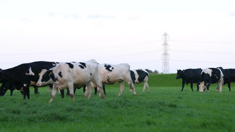 4K cows in a British countryside farmers field. livestock farming cattle in an agricultural landscape. UK England 
