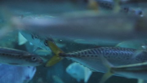 Aquarium full of mostly pacific mackerel fish (Scomber australasicus) swimming in slow motion.
Aquarium full of mostly pacific mackerel fish (Scomber australasicus) swimming in slow motion.
