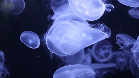 Aquarium full of Moon Jelly (Aurelia aurita) Jellyfish / Seajellies swimming in slow motion.
