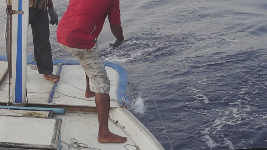 Two Fishermen Bringing In A Big Dogtooth Tuna Onto The Deck Of A Fishing Boat In The Maldives. Slow Motion Shot.