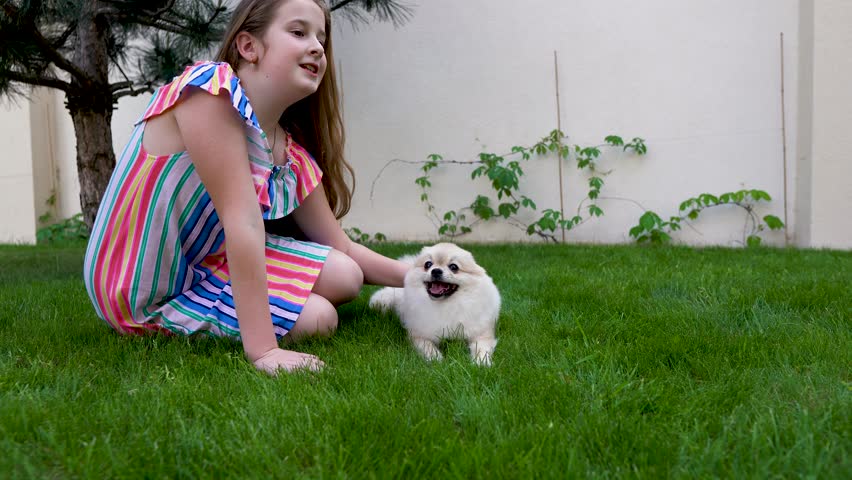 Teen is sitting on the grass and stroking the head of pomeranian dog. Other pom spitz runs into the frame.
