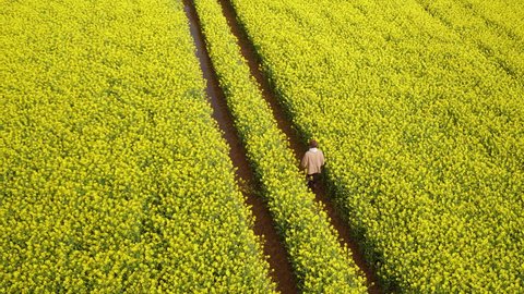 4K Aerial of man walking through a yellow flower farmers field with blue sky and clouds. Great British moving drone shot of a path within rural farming countryside