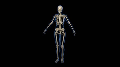 3d animation of a human female skeleton rotating at Full Height, with transparent body in blue and black background, 4K. Alpha included.