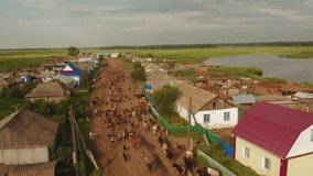 Landscape with herd of cows in the Russian village 4k