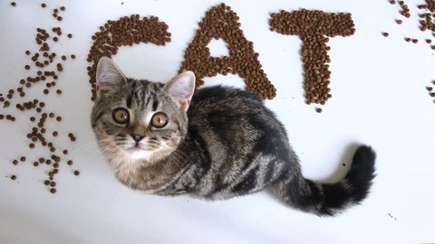 The word cat from dry food. The word cat from dry food. The word cat from dry food. Purebred scottish straight tabby kitten lies near the stern and looks at the camera. Kitten stands on two legs.