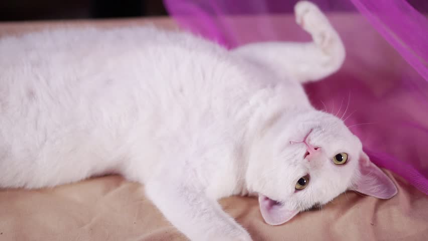 happy white cat