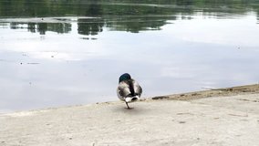 Lonely pigeon stands on one foot on the shore of a river. HD video