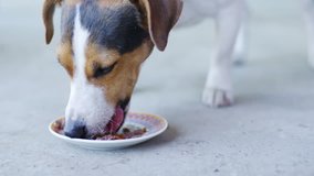 Closeup slow motion shot of small dog breed Jack Russell Terrier eats food from a saucer in the open air