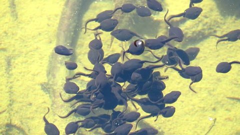 A group of tadpoles swim under the pond.