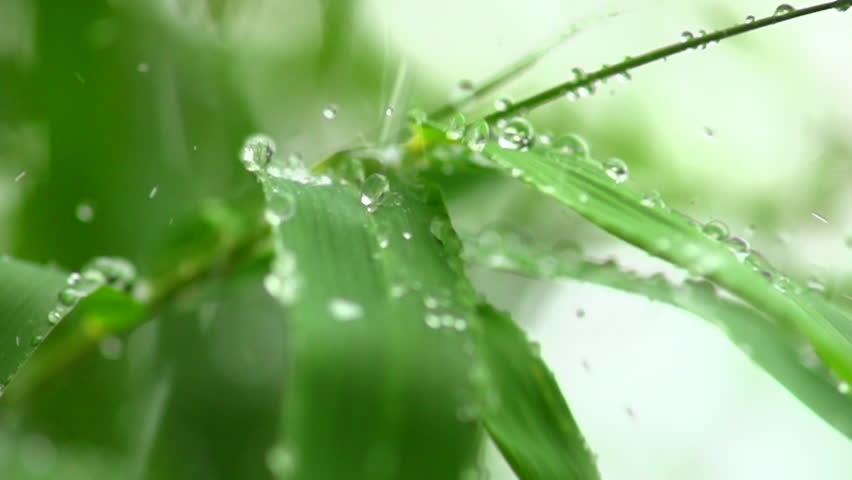 View footage Rain drops into bamboo leaf,  Slow motion Royalty-Free Stock Footage #1011272786