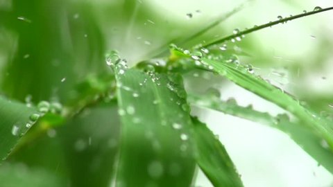 View footage Rain drops into bamboo leaf,  Slow motion
