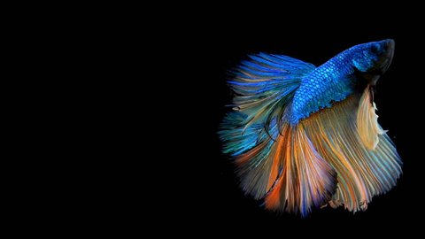 The colorful Siamese Half Moon Fighting Fish Betta Splendens, also known as Thai Fighting Fish or betta, is a species in the gourami family which is popular as an aquarium fish