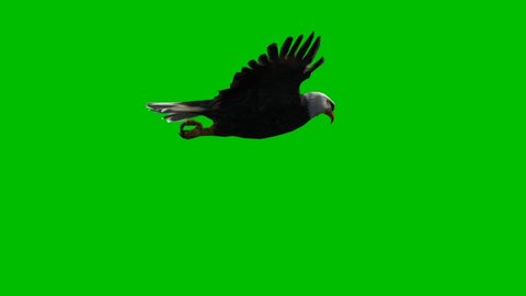 Eagle gliding green screen