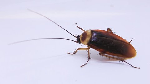 Cockroach isolated on a white background