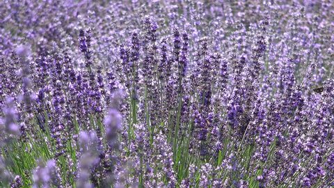 Close up to lavender flowers, magical blossom field, the healing nature