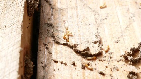 termites on decomposing wood