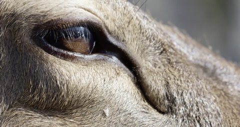 Deer eye -blinks - extreme close up