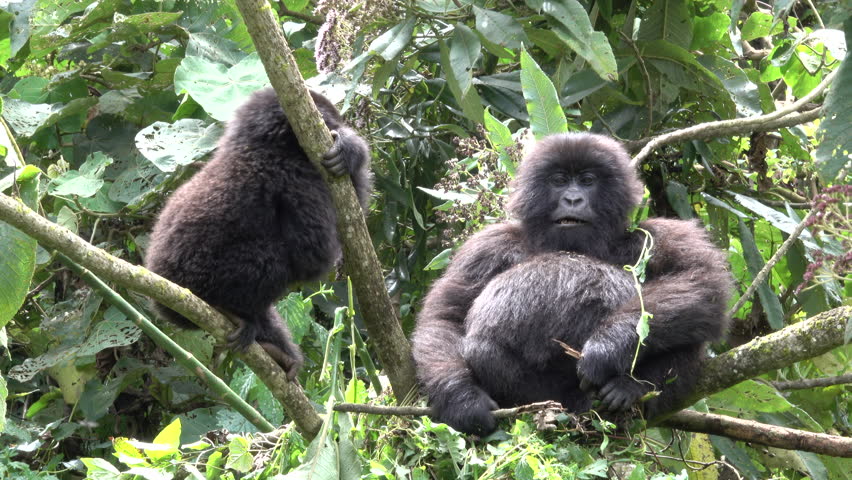 Mountain Gorilla, young mountain gorilla plays and angers pregnant female Mountain Gorilla, Democratic Republic of Congo, Virunga Mountain, Africa Royalty-Free Stock Footage #1011287069