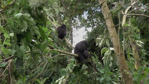 Mountain Gorilla, young mountain gorilla plays and angers pregnant female Mountain Gorilla, Democratic Republic of Congo, Virunga Mountain, Africa