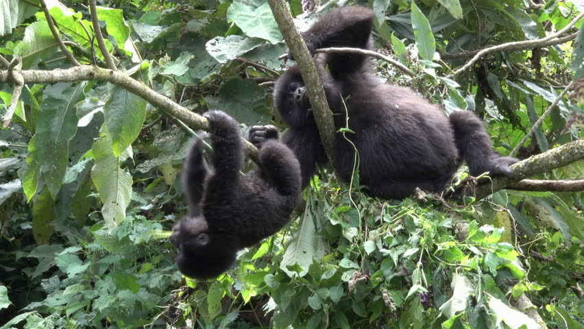 Mountain Gorilla, young mountain gorilla plays and angers pregnant female Mountain Gorilla, Democratic Republic of Congo, Virunga Mountain, Africa Royalty-Free Stock Footage #1011287093